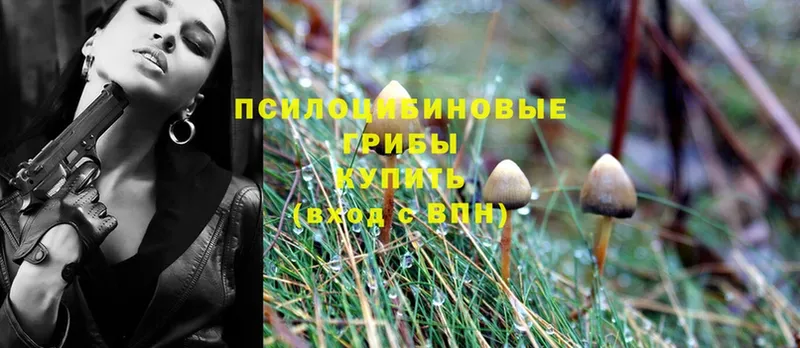 даркнет сайт  Качканар  Псилоцибиновые грибы Psilocybe 